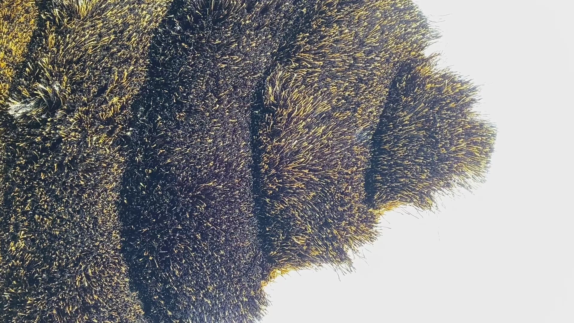 Swirl Black And Yellow Shag Area Rug